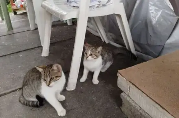 Animaux trouvés Looberghe, photo: Deux chatons trouvés à Looberghe