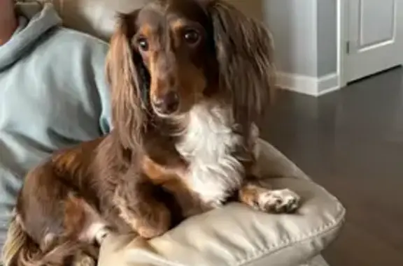 Lost Long-Haired Weiner Dog in Gahanna
