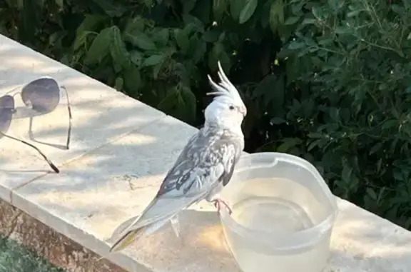 Animaux trouvés Six-Fours-les-Plages, photo: Oiseau découvert à Six-Fours-les-Plages