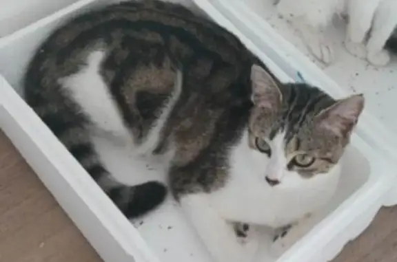 Chatte perdue, rue Gilbert Gauthé, Saint-Valery - photo