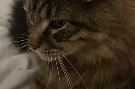 Lost Maine Coon: Fluffy Tail & Ears