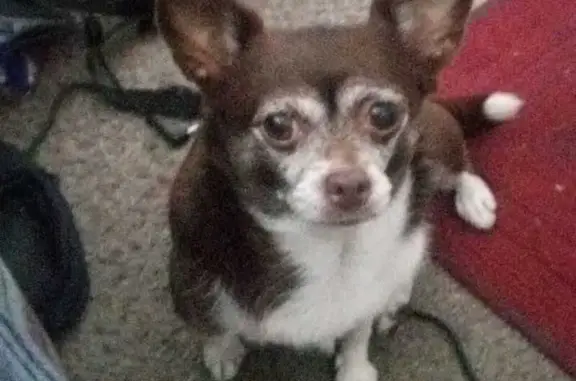 Help Find Coco: Missing Chihuahua Alert!