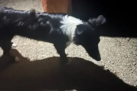 Animaux trouvés Pradines, photo: Chien noir et blanc trouvé à Pradines