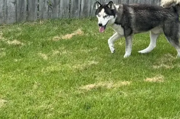 Found dog Dayton, photo: Found Dog on Valley St Near Polish Club