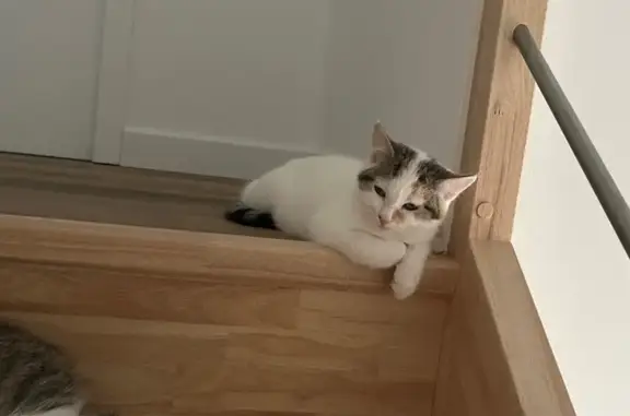 Animaux perdus Cléder, photo: Chaton 4 mois perdue à Cléder