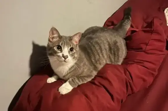 Lost Chunky Cat: Benny Missing in NY