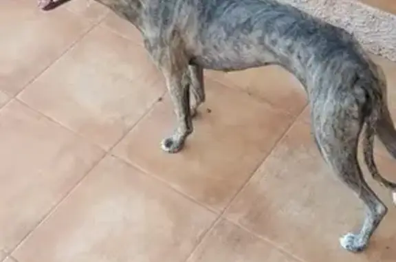 Perra dulce y obediente encontrada en Manacor