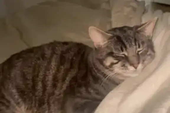 Chat perdu, Cognac, photo: Chat gris tigré perdu à Cognac