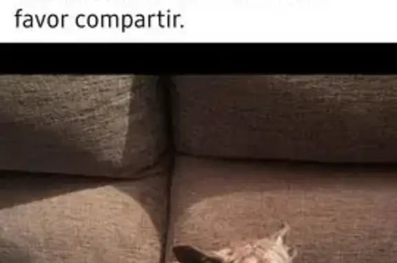 Perro Perdido: Noor, Raza Pequeña, Asustada