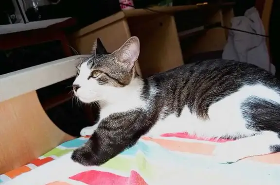 Gato Perdido: Negro, Gris y Leopardo en Torre del Mar