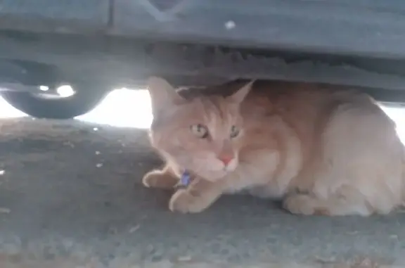 Chat trouvé Canet-en-Roussillon, photo: Chat roux trouvé avec collier rouge