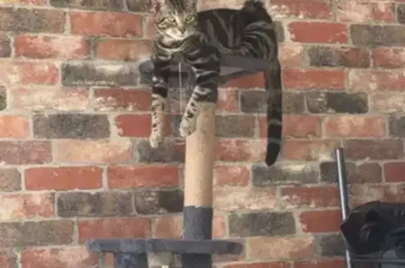 Chat tigré perdu à Aurillac - photo