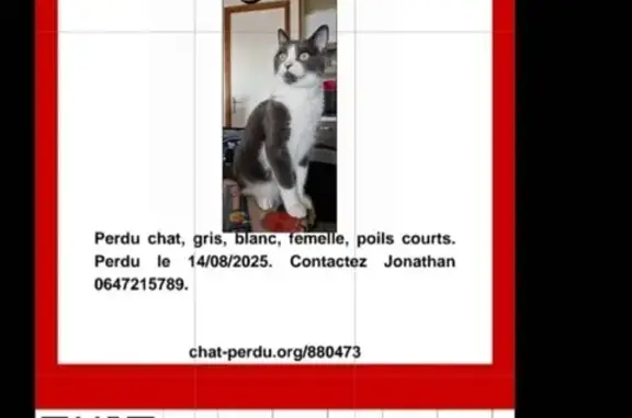 Chat perdu, , photo: Chatte perdue grise/blanche, tache menton noir