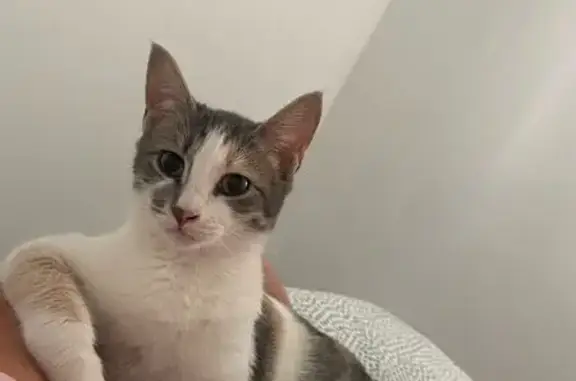 Gata Perdida: Blanca con Manchas Grises y Rojas