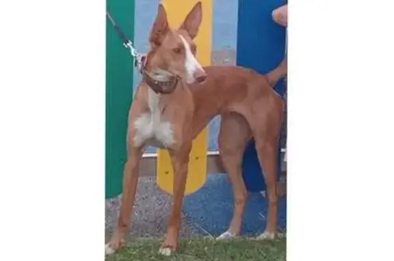 ¡Perro Podenco Andaluz Perdido en Rianxo!