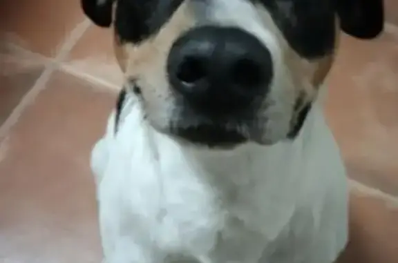 Perro Perdido en Benalmádena: Negro y Blanco