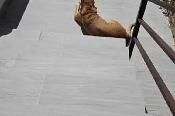 Perro Perdido: Precaución, Es Agresiva