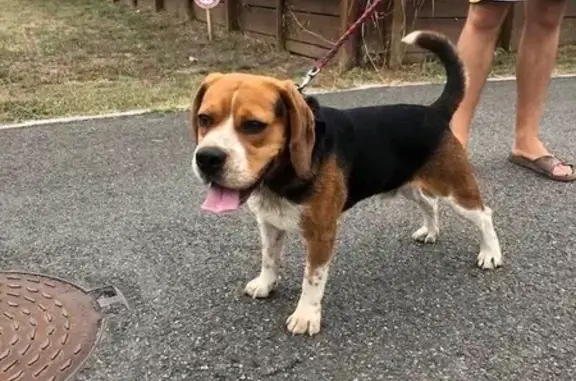 Chien trouvé Saint-Geours-de-Maremne, photo: Beagle mâle trouvé, collier orange/noir