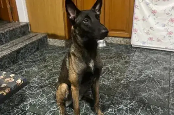 Perro Malinois Oscuro Perdido en Baya Baja