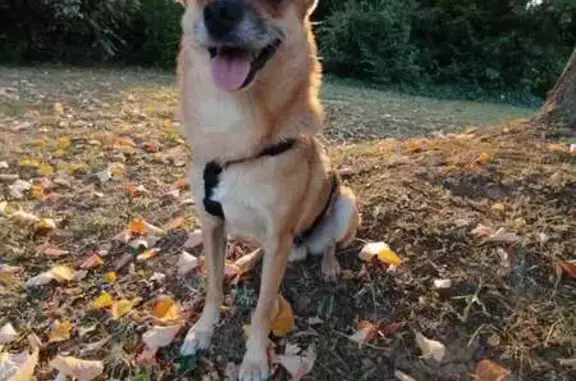 Chien perdu Moris (8kg, marron), Vauréal - photo