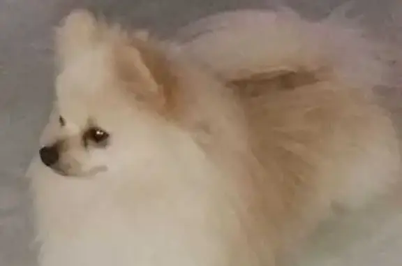 Perro Pomerania Perdido: Ayuda Urgente