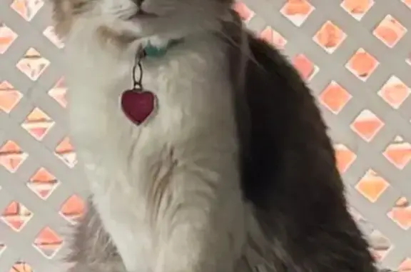 Lost pets Moore, photo: Lost Fluffy Tabby: Reward in Moore, OK