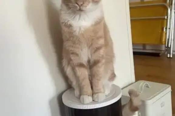 Chat roux Saka disparu à Niort - photo