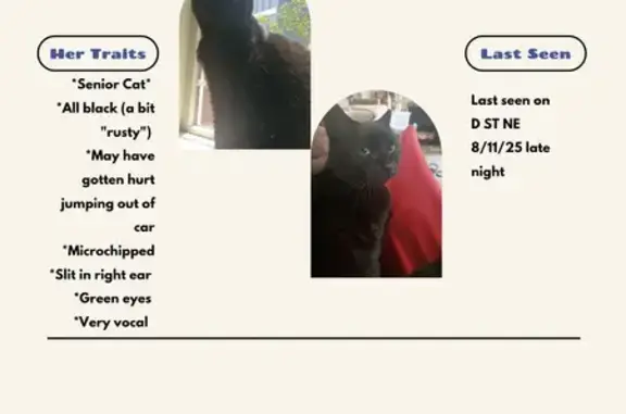Lost Black Cat: Green Eyes, Park Ave NE