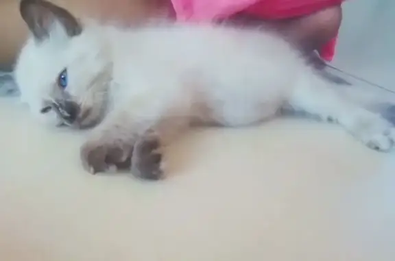 Animales perdidos Salina Cruz, foto: Se busca: Gatita café de 3 meses perdida