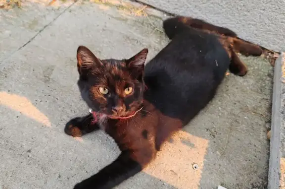 Chat trouvé Cinq-Mars-la-Pile, photo: Chat noir trouvé, collier rouge, joueur