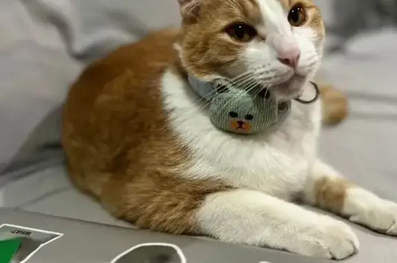 Gatos perdidos, Zapopan, foto: Gato Perdido: Güero, Naranja y Amarillo, Zapopan