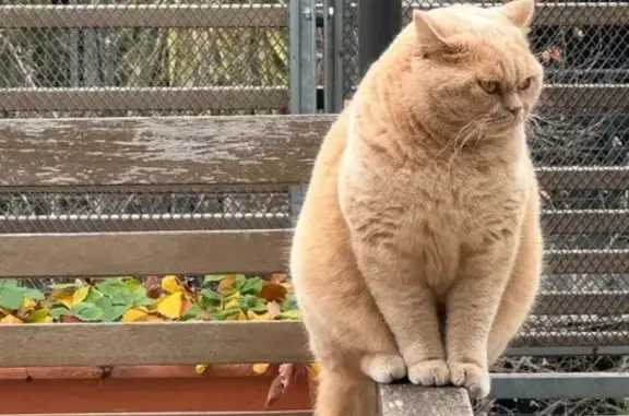 Chat perdu, Saint-Gervais-les-Bains, photo: Chatte British Shorthair perdue à St-Gervais