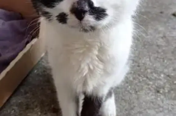 Chat trouvé Lans-en-Vercors, photo: Chat noir et blanc trouvé à Lans-en-Vercors