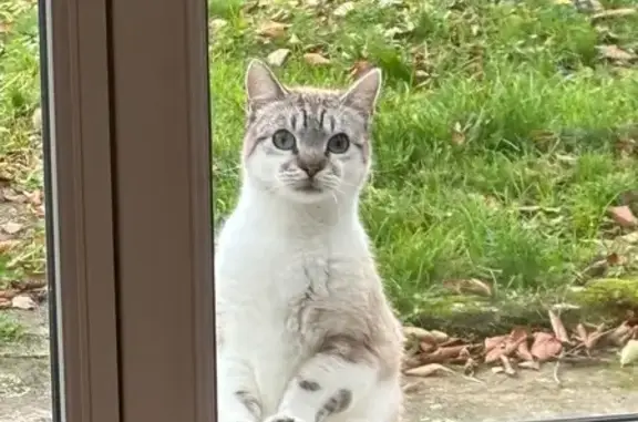 Animaux perdus Rezé, photo: Chat perdu : Dudu, crème, yeux bleus, Rezé