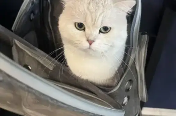 Lost Cat: Silver Gradient, Red Collar