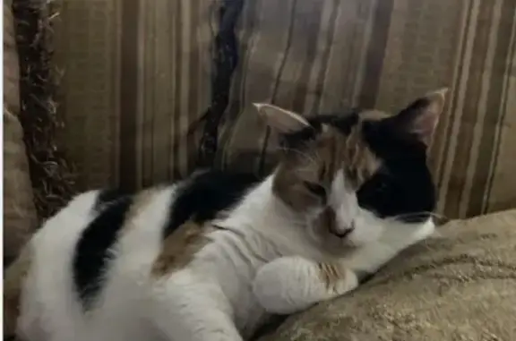 Missing cat Harahan, photo: Lost Calico Cat Lola: Harahan, Ferrara Dr