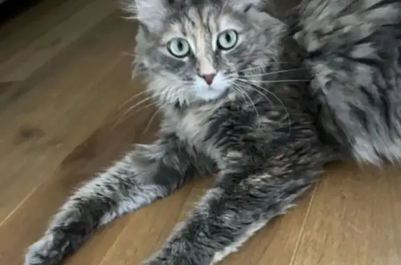 Chatte perdue: Mollye, croisée norvégienne - photo