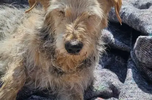 Animaux trouvés , photo: Chien Fauve Trouvé à Tillenay : Cherche Maître