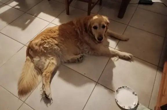 Chien trouvé Escaudœuvres, photo: Chienne Golden âgée trouvée à Escaudœuvres