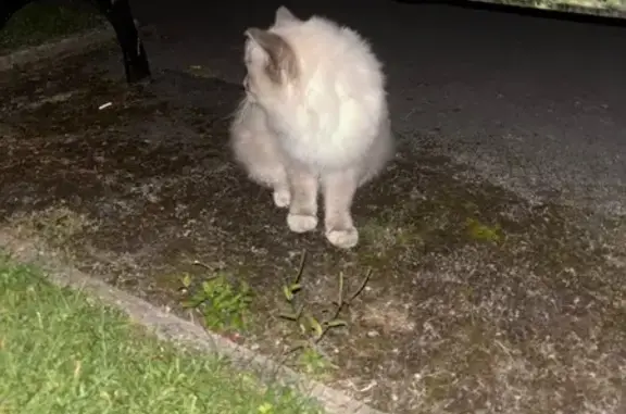 Found Cat: Cream Body, Piercin...