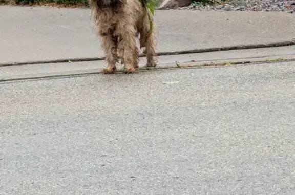 Found pets Combined Locks, photo: Found Dog on Edgewood: Needs Help!