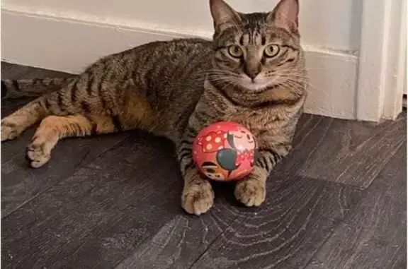 Animaux perdus , photo: Chat tigré Muezza perdu, sans collier