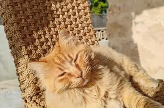 Gatos perdidos, , foto: Gato Perdido en Palmanyola: ¡Ayúdanos!