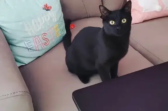 Lost and found pets Willowick, photo: Lost Friendly Black Cat in Willowick