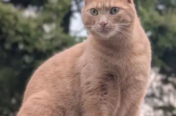 Lost Orange Tabby in Toronto Area