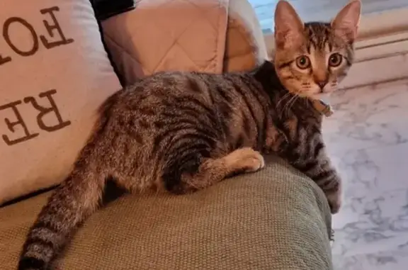 Chat européen tigré perdu à Mimet - photo