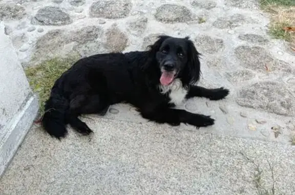 Perro negro encontrado en Pereiro de Aguiar
