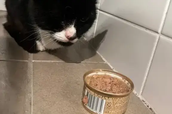 Found Cat: Thin & Compliant in...