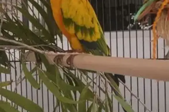Lost: Bright Yellow Bird on Gardenia St