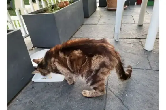 Chat mâle tacheté trouvé à Saint-Étienne - photo